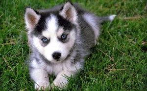 pomsky breeders